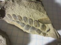 Лот: 18459850. Фото: 2. Окаменелость Палеозой, Карбон... Коллекционирование, моделизм