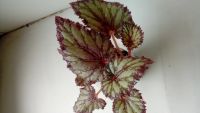 Лот: 12050131. Фото: 4. Бегония Charlotte Chiffon. Красноярск