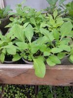 Лот: 7442616. Фото: 11. Продаем рассаду . Большой ассортимент...