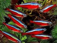 Лот: 17028104. Фото: 2. Красный Неон молодые рыбки. Аквариумистика