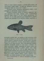Лот: 25728631. Фото: 5. М.Вишневский. Рыбоводство и рыборазведение...