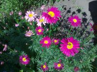 Лот: 7718547. Фото: 2. Пиретрум (персидская ромашка... Семена, рассада, садовые растения