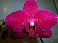 Лот: 2228773. Фото: 3. орхидея -фаленопсис (6) зацветает. Растения и животные
