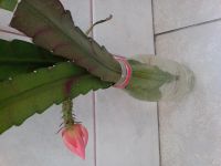 Лот: 13850874. Фото: 4. Эпифиллум-розовый Цветет цветок... Красноярск