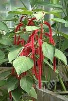 Лот: 118450. Фото: 2. Акалифа (лисий хвост). Комнатные растения и уход