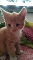 Лот: 14731076. Фото: 5. Котята