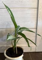 Лот: 25384298. Фото: 3. Аглаонема. Цветок удачи. N2. Растения и животные