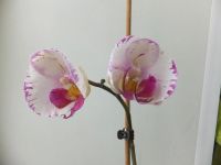Лот: 6960964. Фото: 2. Орхидея Phal. Lightning цветёт. Комнатные растения и уход