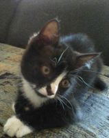 Лот: 5554046. Фото: 3. котенок девочка. Растения и животные