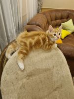 Лот: 19155009. Фото: 2. Котята курильский бобтейл. Животные и уход