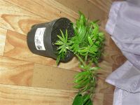 Лот: 250573. Фото: 2. хамедорея 2. Комнатные растения и уход