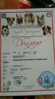Лот: 12436811. Фото: 6. Взрывной характер из сибирской...