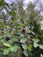 Лот: 25296286. Фото: 14. 3-комн. дача , село Арейское село...