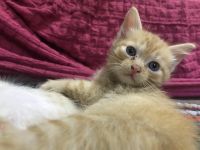 Лот: 19240694. Фото: 6. Котята в добрые руки