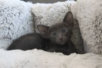 Лот: 20772037. Фото: 3. Ориентальные котята. Растения и животные