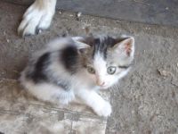 Лот: 9750790. Фото: 3. котопесики. Растения и животные