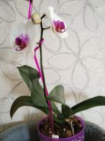 Лот: 22216743. Фото: 4. Орхидея фаленопсис. Красноярск