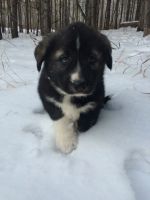 Лот: 6587239. Фото: 5. Щенки. Помесь хаски и туркменского...