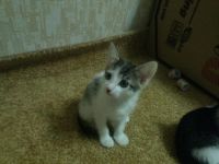 Лот: 4868789. Фото: 5. Отдам котят в добрые руки