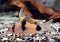 Лот: 24308096. Фото: 4. Сомик Вайцмана Коридорас подростки... Красноярск
