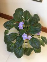 Лот: 20973320. Фото: 2. Фиалка голубая . Комнатные растения и уход