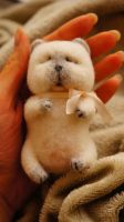 Лот: 8771587. Фото: 3. Котенок валяный. Красноярск