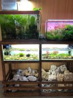 Лот: 25885488. Фото: 4. Продается студия аквариумного... Красноярск