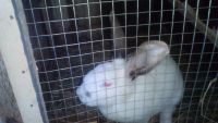 Лот: 9191224. Фото: 2. Крольчатина. Кролики. Мясо кролика. Продукты