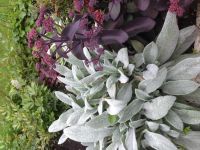Лот: 4068853. Фото: 2. очиток видный пурпурный. Семена, рассада, садовые растения