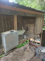 Лот: 25410490. Фото: 3. Кролик самец. Растения и животные