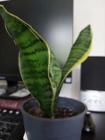 Лот: 5332772. Фото: 2. Трёхполосная Сансевиерия Sansevieria... Комнатные растения и уход