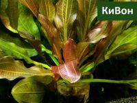 Лот: 16329916. Фото: 4. Эхинодорус КиВон Филиппова неприхотливое... Красноярск