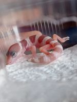 Лот: 20567046. Фото: 2. Геккон леопардовый. Животные и уход