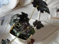 Лот: 5674119. Фото: 2. Бегония взрослая Клеопатра, Лапа... Комнатные растения и уход