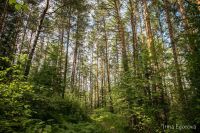 Лот: 25674657. Фото: 14. 1-комн. дача , СНТ Дорожник-2...