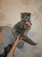 Лот: 3600236. Фото: 3. Шотландская вислоухая девушка. Растения и животные