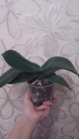 Лот: 11420517. Фото: 5. орхидея фаленопсис (отцвела)цвет...