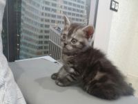 Лот: 10943692. Фото: 5. отдам британцев, британских котят