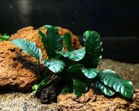Лот: 15653070. Фото: 5. Анубиас Кофефолия (Anubias barteri...