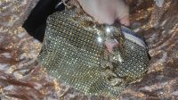 Лот: 21425241. Фото: 11. Элегантный клатч сумочка косметичка...