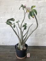 Лот: 17530486. Фото: 3. Адениум Thai Socotranum Petch... Растения и животные