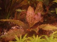 Лот: 5696625. Фото: 2. Cryptocoryne Nurii. Аквариумистика