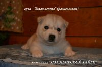 Лот: 10927625. Фото: 6. Щенки хаски из питомника