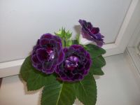 Лот: 4955024. Фото: 5. Глоксиния Silvana Violet! Обильноцветущий...