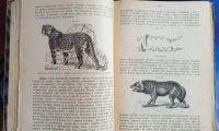 Лот: 25668460. Фото: 8. П.П.Ясенский. Учебник зоологии...