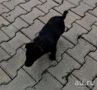 Лот: 18130923. Фото: 5. Щенки замерзают!