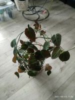 Лот: 17558970. Фото: 2. Филодендрон сканденс. Комнатные растения и уход