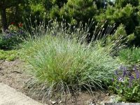 Лот: 19858864. Фото: 7. вейник Овердам,мискантус,стахис...