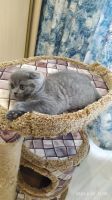 Лот: 15550764. Фото: 5. Шотландская голубая вислоухая...