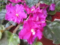 Лот: 1796309. Фото: 2. Укорененный в грунте листик фиалки... Комнатные растения и уход